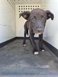 Shelter Stray Male Dog last seen Near BLK COPENHAGEN PL , BAKERSFIELD CA, 201 S Mt Vernon Ave, Bakersfield, CA 93307, USA