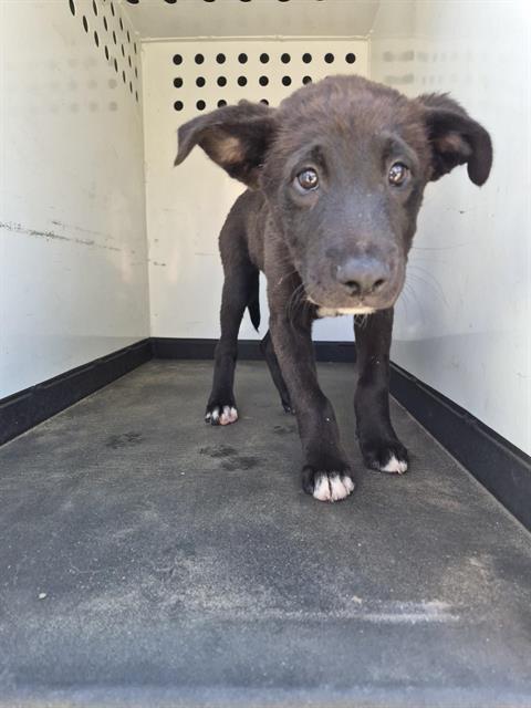 Shelter Stray Male Dog last seen Near BLK COPENHAGEN PL , BAKERSFIELD CA, 201 S Mt Vernon Ave, Bakersfield, CA 93307, USA