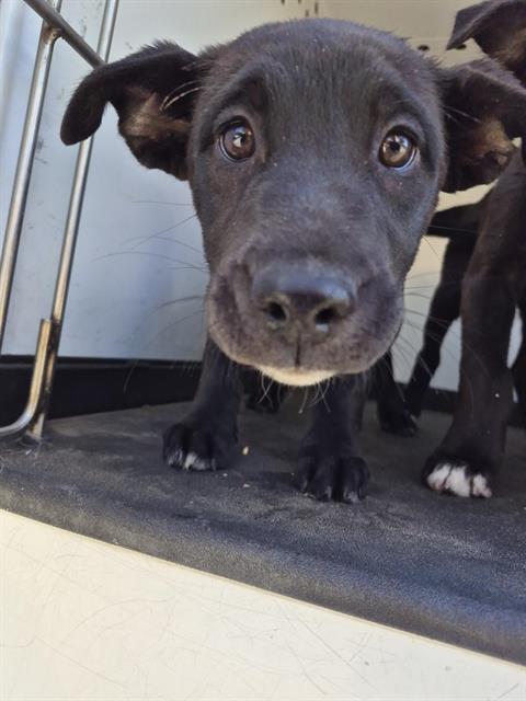 Shelter Stray Female Dog last seen Near BLK COPENHAGEN PL , BAKERSFIELD CA, 201 S Mt Vernon Ave, Bakersfield, CA 93307, USA