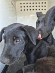 Shelter Stray Female Dog last seen Near BLK COPENHAGEN PL , BAKERSFIELD CA, 201 S Mt Vernon Ave, Bakersfield, CA 93307, USA