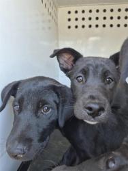 Shelter Stray Female Dog last seen Near BLK COPENHAGEN PL , BAKERSFIELD CA, 201 S Mt Vernon Ave, Bakersfield, CA 93307, USA