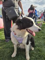 Reunited Female Dog last seen 7th and conestoga dr, Oklahoma City, OK 73099