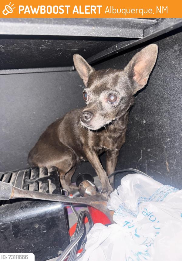 Found/Stray Male Dog last seen Near Cartagena ave, Albuquerque, NM 87121