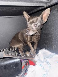 Found/Stray Male Dog last seen Near Cartagena ave, Albuquerque, NM 87121