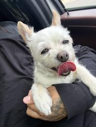 Reunited Female Dog last seen 108th and elm Dr, Thornton, CO 80233