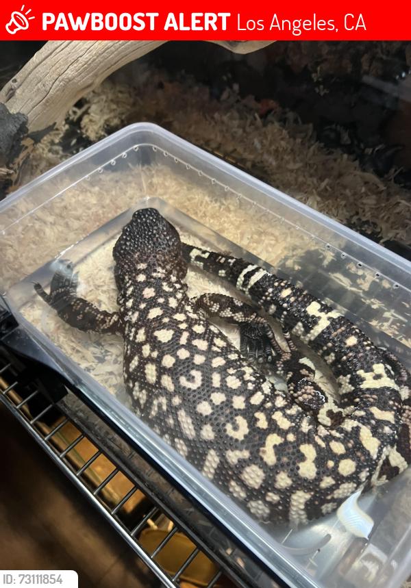Lost Male Reptile last seen Division st, Los Angeles, CA 90065