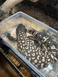 Lost Male Reptile last seen Division st, Los Angeles, CA 90065