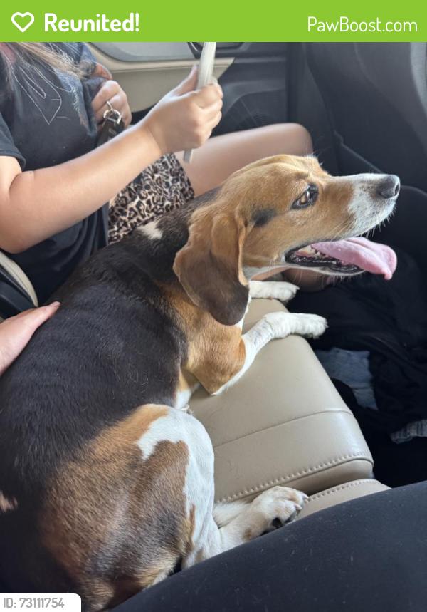 Reunited Female Dog last seen Near Stroud Ln, Garland, TX 75043, USA, Garland, TX 75043