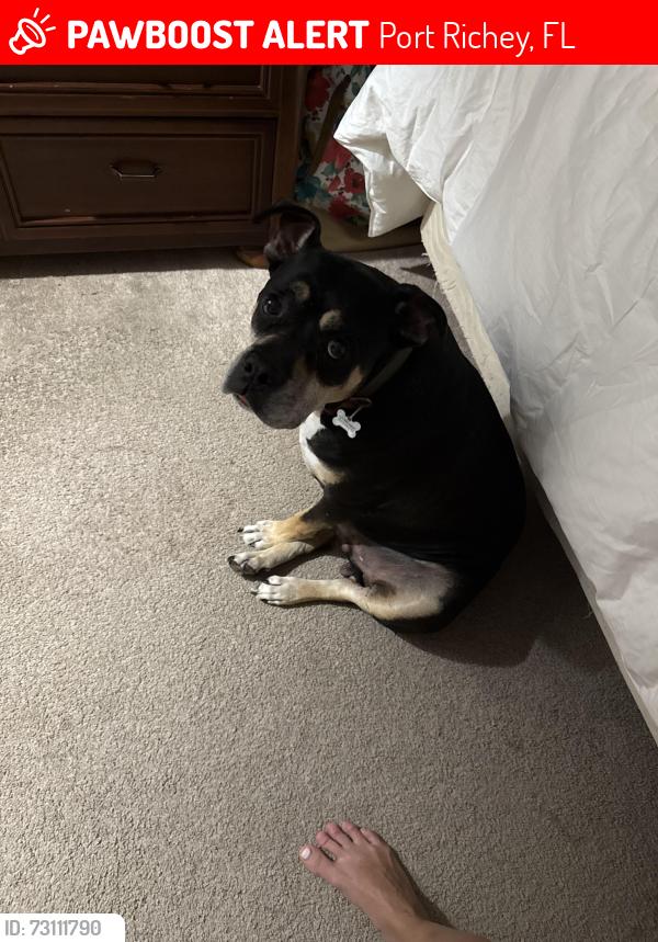 Lost Male Dog last seen Venice, Nome, Areca and venice, Portuguese American center, gulf highlands elementary, Port Richey, FL 34668