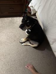 Lost Male Dog last seen Venice, Nome, Areca and venice, Portuguese American center, gulf highlands elementary, Port Richey, FL 34668