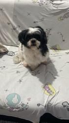 Lost Male Dog last seen Av Cinquentenario casa 10, Parque Reboucas, SP 05735-080