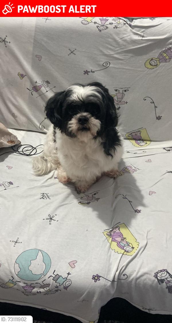 Lost Male Dog last seen Av Cinquentenario casa 10, Parque Reboucas, SP 05735-080