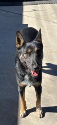 Reunited Female Dog last seen Casa Loma and Lynwood Drive, San Bernardino, CA 92405