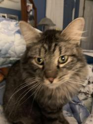 Reunited Male Cat last seen Near Bradington, Fenton, MO 63026