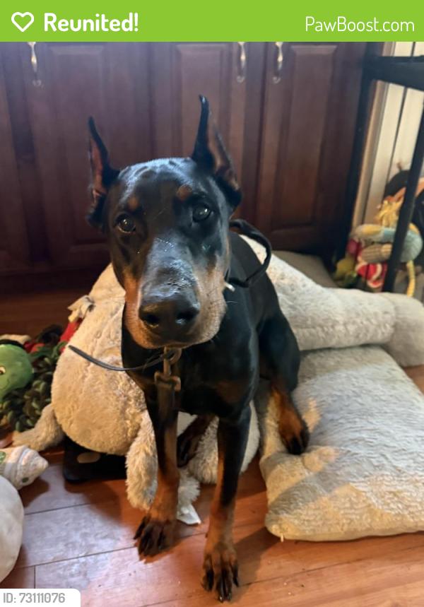 Reunited Male Dog last seen Pico and shenandoah, Los Angeles, CA 90035