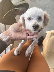 Reunited Male Dog last seen Groveland Ave, Whittier, CA, USA, Whittier, CA 90603