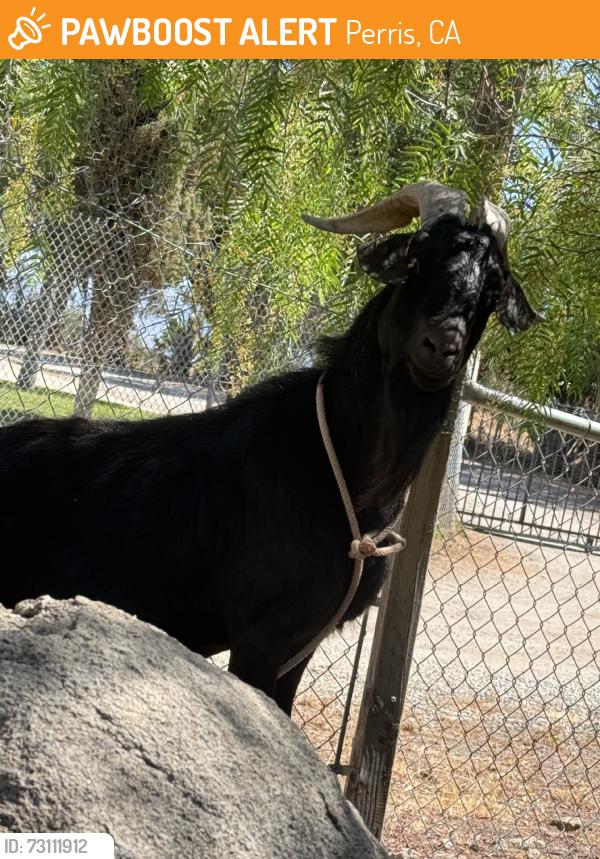 Found/Stray Unknown Other last seen Mauricio, Perris, CA 92570