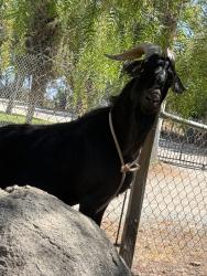 Found/Stray Unknown Other last seen Mauricio, Perris, CA 92570