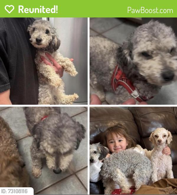 Reunited Male Dog last seen Between 51st and 61st Lynn lane, Broken Arrow, OK 74012