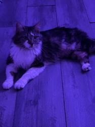 Lost Female Cat last seen Macom street near moline E 10th ave, Aurora, CO 80010