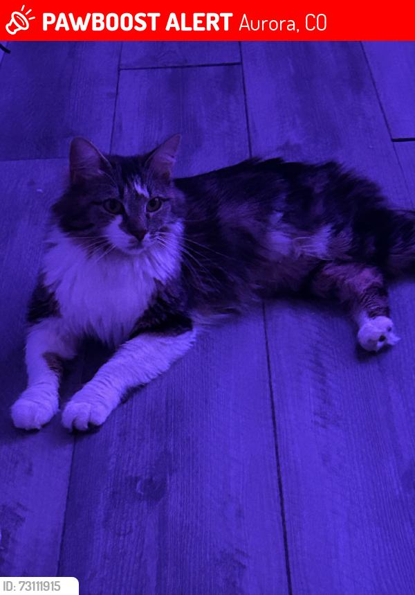 Lost Female Cat last seen Macom street near moline E 10th ave, Aurora, CO 80010