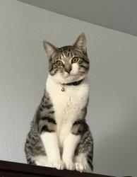 Reunited Male Cat last seen Near Catawba Street, Aurora, CO 80016