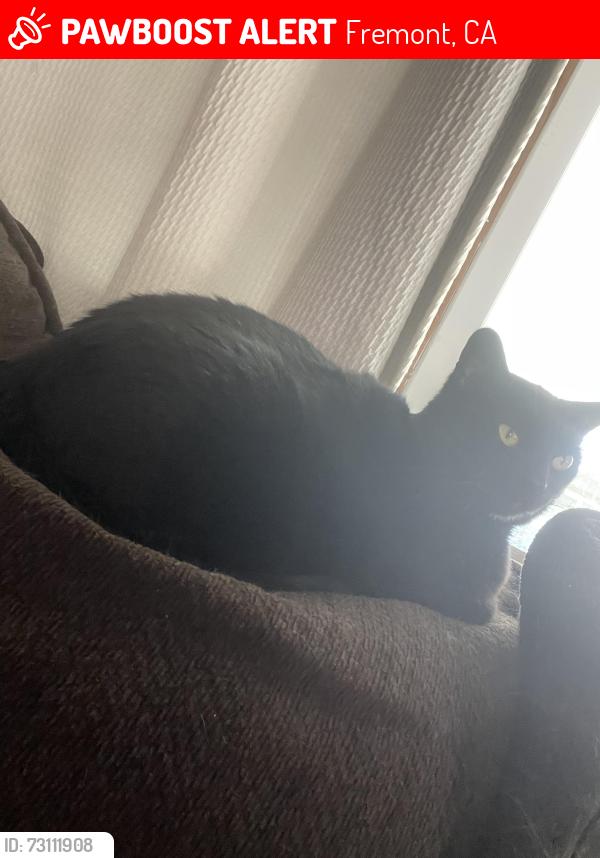 Lost Female Cat last seen Niles canyon Mobile home park, Fremont, CA 94536