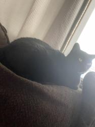 Lost Female Cat last seen Niles canyon Mobile home park, Fremont, CA 94536