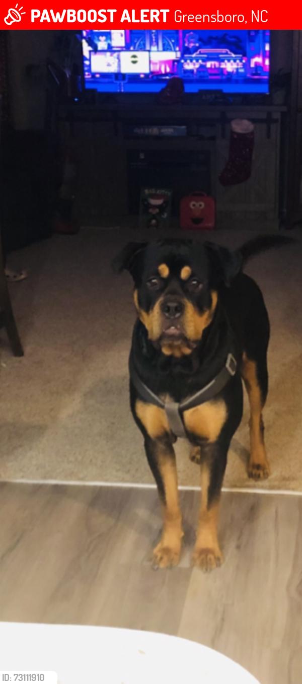 Lost Male Dog last seen Near US 29N Greensboro Nc, Greensboro, NC 27405