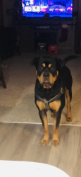 Lost Male Dog last seen Near US 29N Greensboro Nc, Greensboro, NC 27405