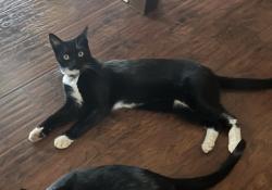 Reunited Male Cat last seen Ecklon ct/Rebecca/greenbelt, Folsom, CA 95630