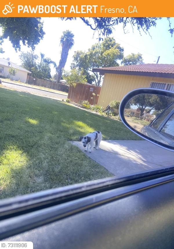 Found/Stray Unknown Dog last seen First & McKinley, Fresno, CA 93703