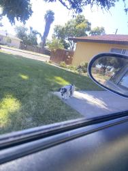 Found/Stray Unknown Dog last seen First & McKinley, Fresno, CA 93703