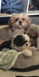 Lost Female Dog last seen Near sw y 59 sw, Oklahoma City, OK 73109