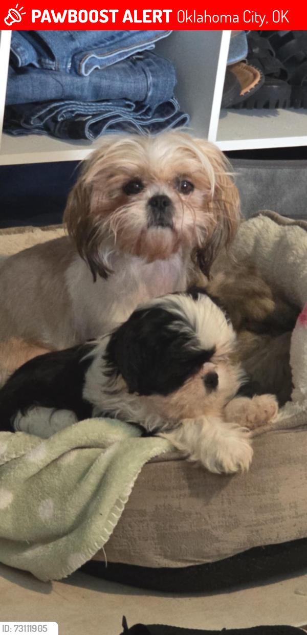 Lost Female Dog last seen Near sw y 59 sw, Oklahoma City, OK 73109