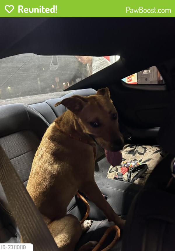 Reunited Female Dog last seen Found at heb 26500 Kuykendahl Rd Tomball, TX 77375 United States, Spring, TX 77373