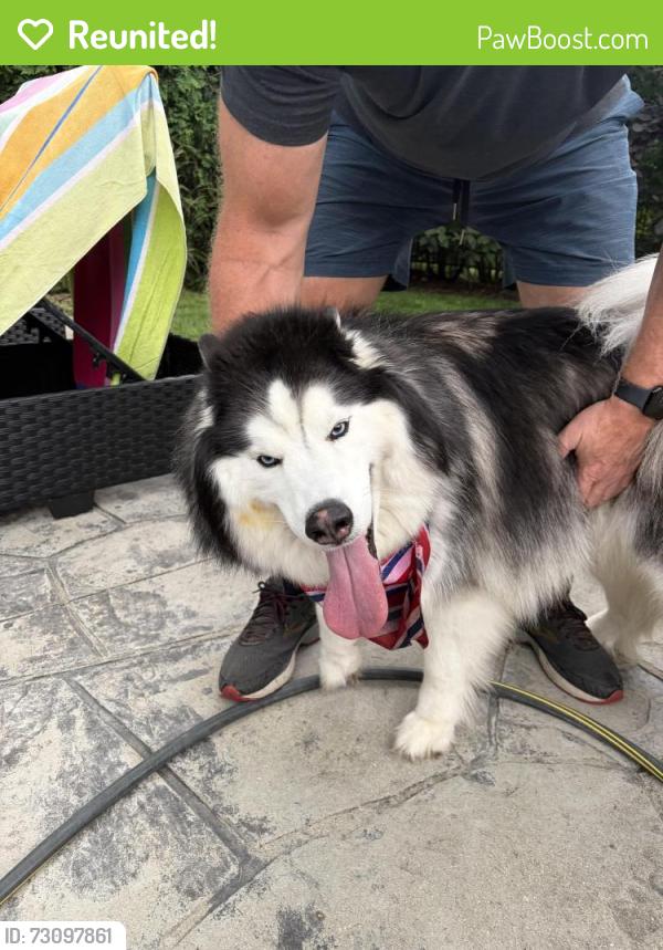 Reunited Male Dog last seen Windsor Drive and whispering trail, St. Charles Township, IL 60175