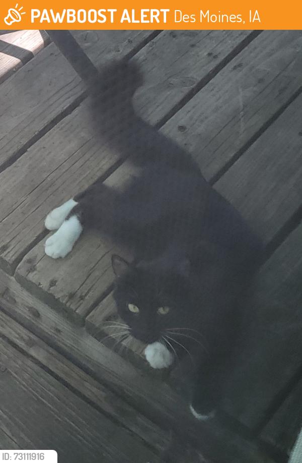 Found/Stray Female Cat last seen McHenry Park/Riverview Park, Des Moines, IA 50313
