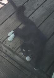 Found/Stray Female Cat last seen McHenry Park/Riverview Park, Des Moines, IA 50313