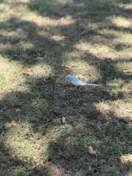 Found/Stray Unknown Bird last seen Green oaks and Kelley Elliot, Arlington, TX 76017
