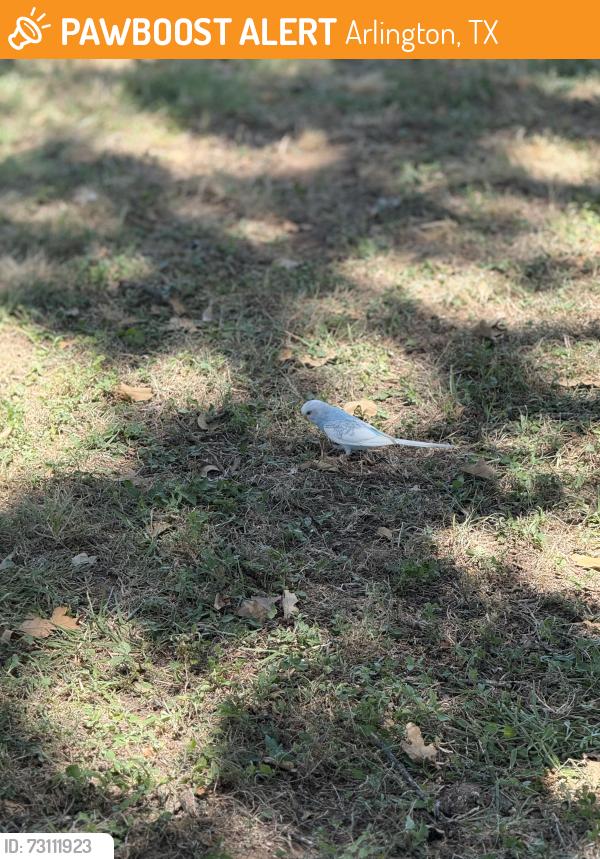 Found/Stray Unknown Bird last seen Green oaks and Kelley Elliot, Arlington, TX 76017