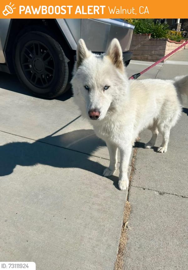 Found/Stray Male Dog last seen Heidelberg Park San Jose Hills Rd WALNUT CA, Walnut, CA 91789