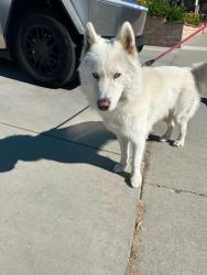 Found/Stray Male Dog last seen Heidelberg Park San Jose Hills Rd WALNUT CA, Walnut, CA 91789