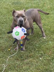 Reunited Female Dog last seen Battle hill drive, Bristol, VA 24202