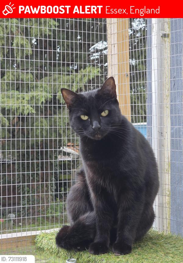 Lost Female Cat last seen Weavers row essex CO92JX, Essex, England 