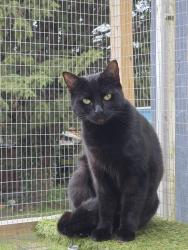 Lost Female Cat last seen Weavers row essex CO92JX, Essex, England 
