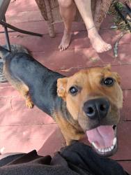 Reunited Male Dog last seen Sardis road bishop st, Union, SC 29379
