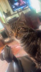 Reunited Male Cat last seen Murdock, hazel, Oshkosh, WI 54901