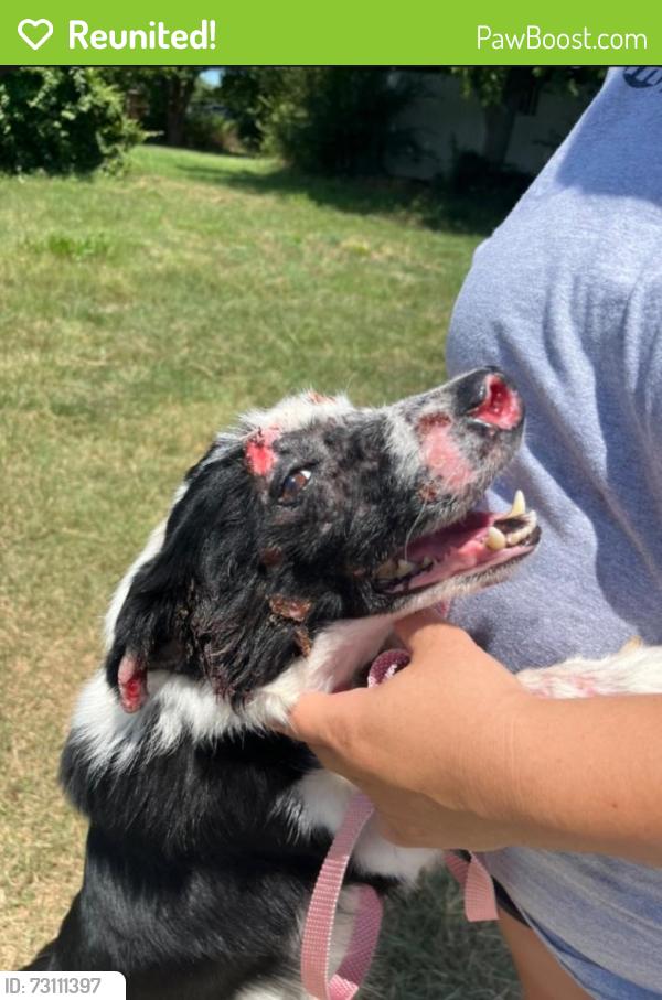 Reunited Male Dog last seen Woodhaven/keno, Fort Worth, TX 76182
