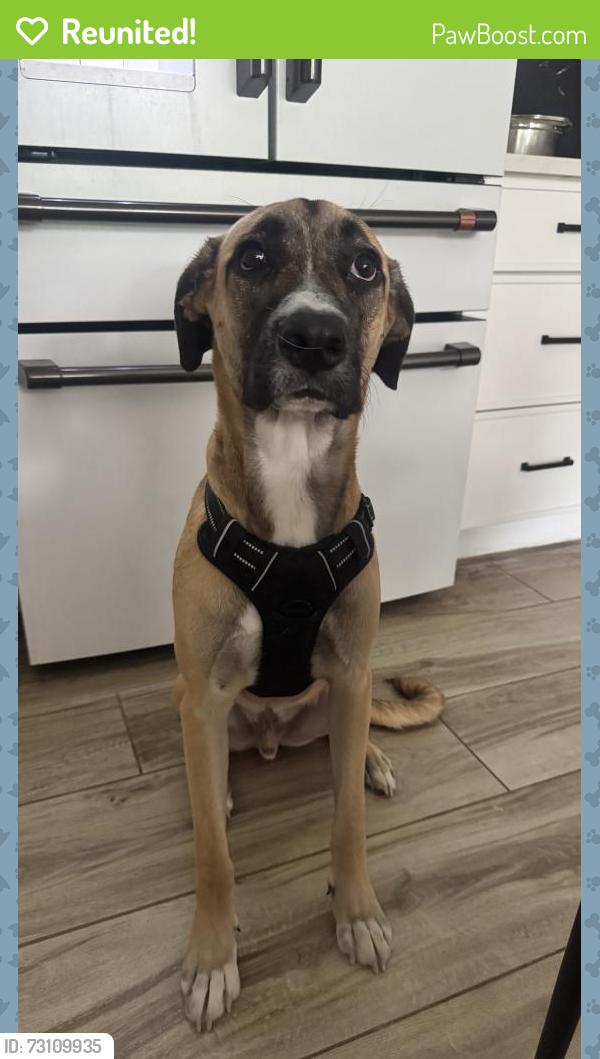 Reunited Male Dog last seen Stewart Ave and butler , Garden City, NY 11530